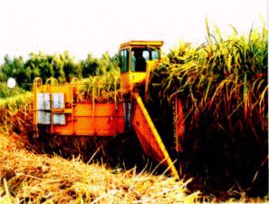 sugarcane harvester